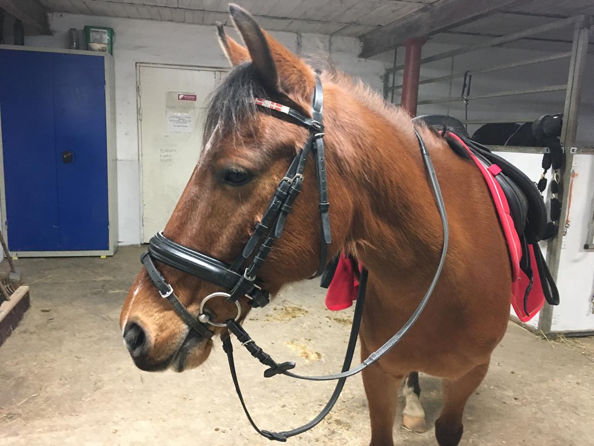 DSP Stidsbjergs Poncho billede 12