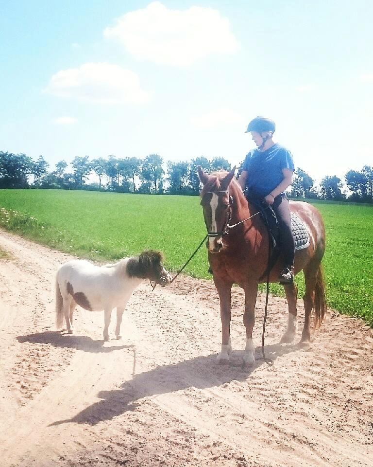 Miniature Pepsi billede 18