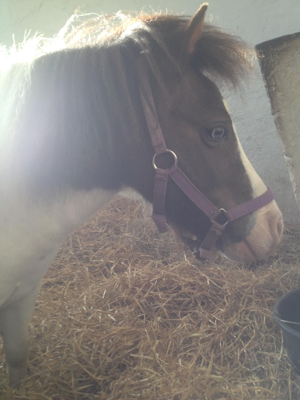 Miniature Pepsi billede 9