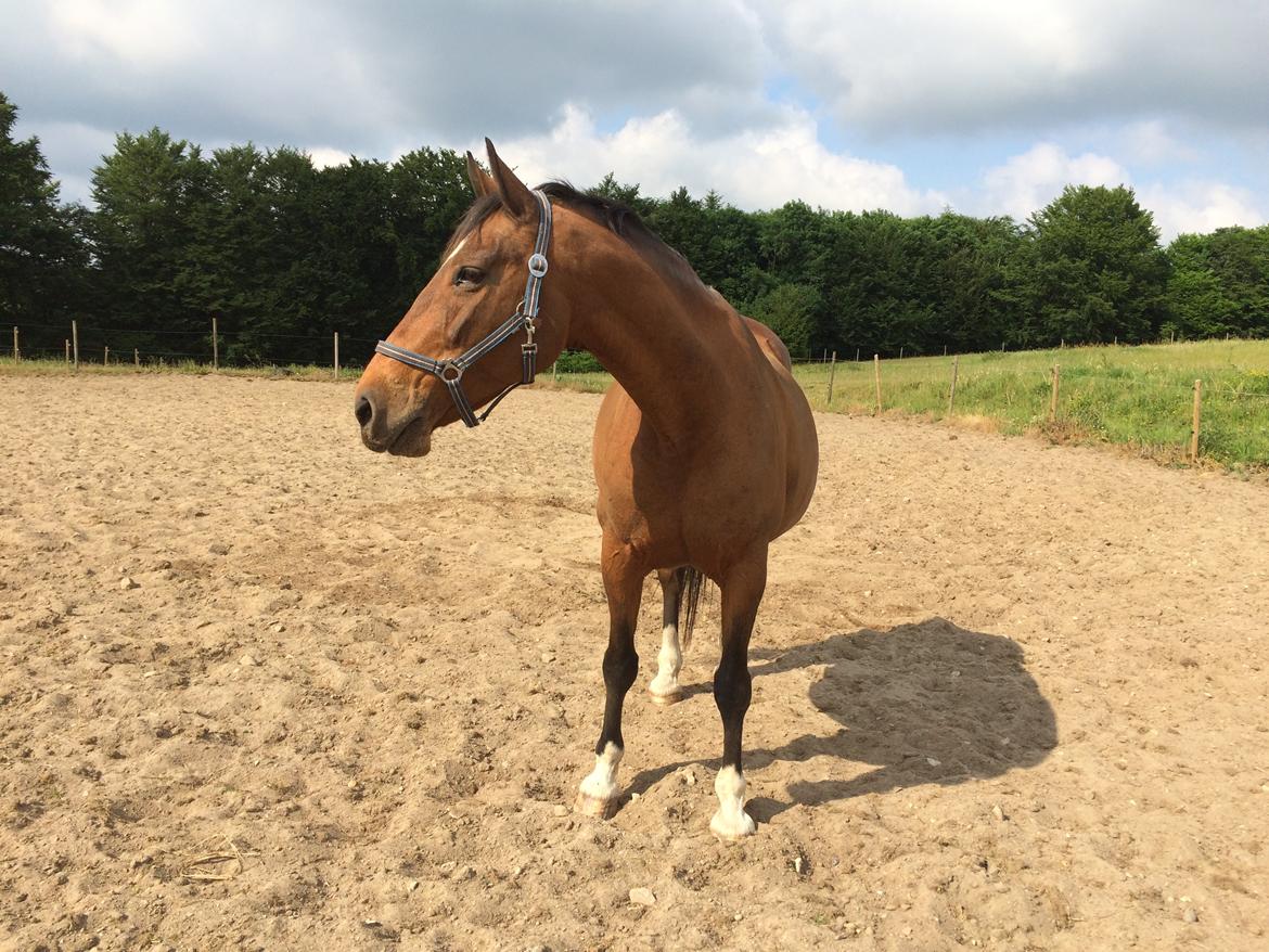 Dansk Varmblod Sunday Silence  - Hygge på banen :) billede 16