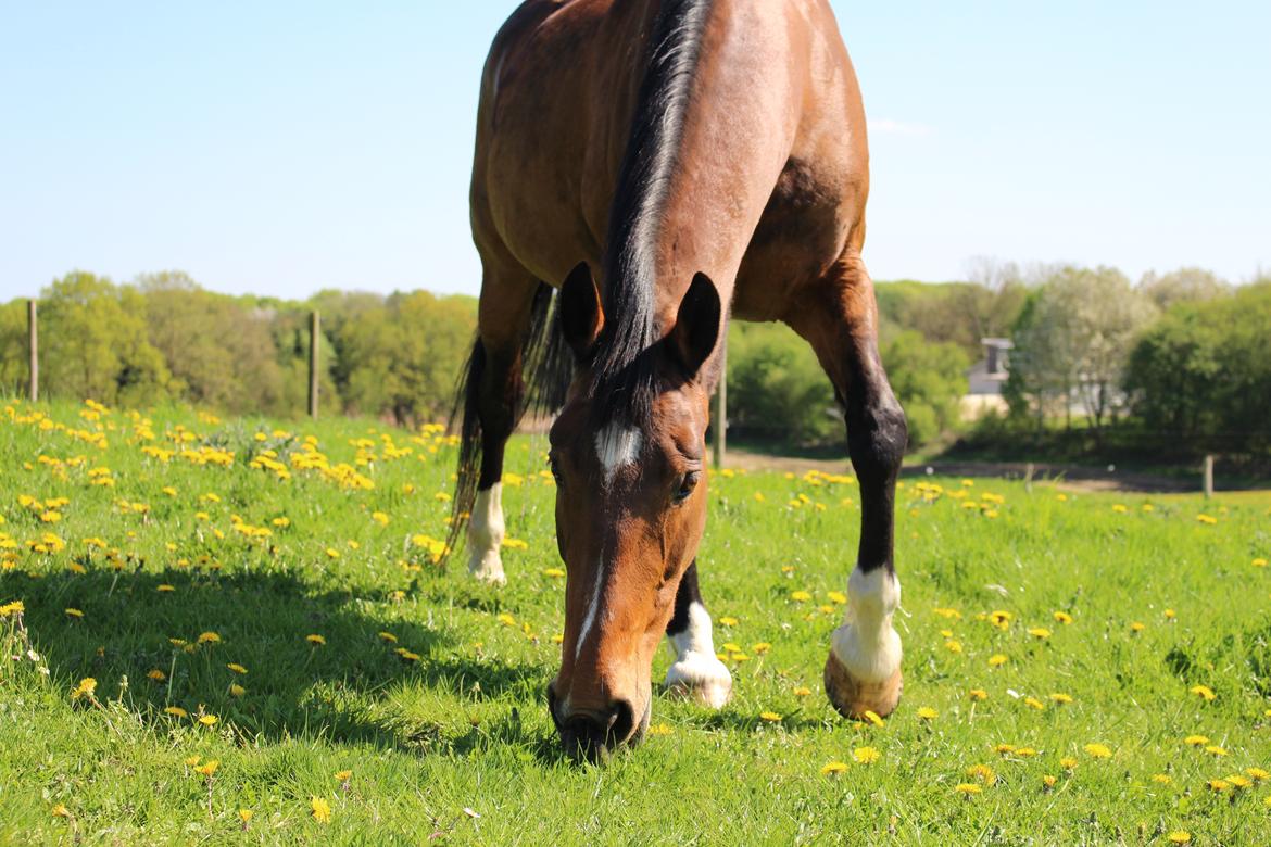 Dansk Varmblod Sunday Silence  - Lidt fotogen er hun da :) billede 5
