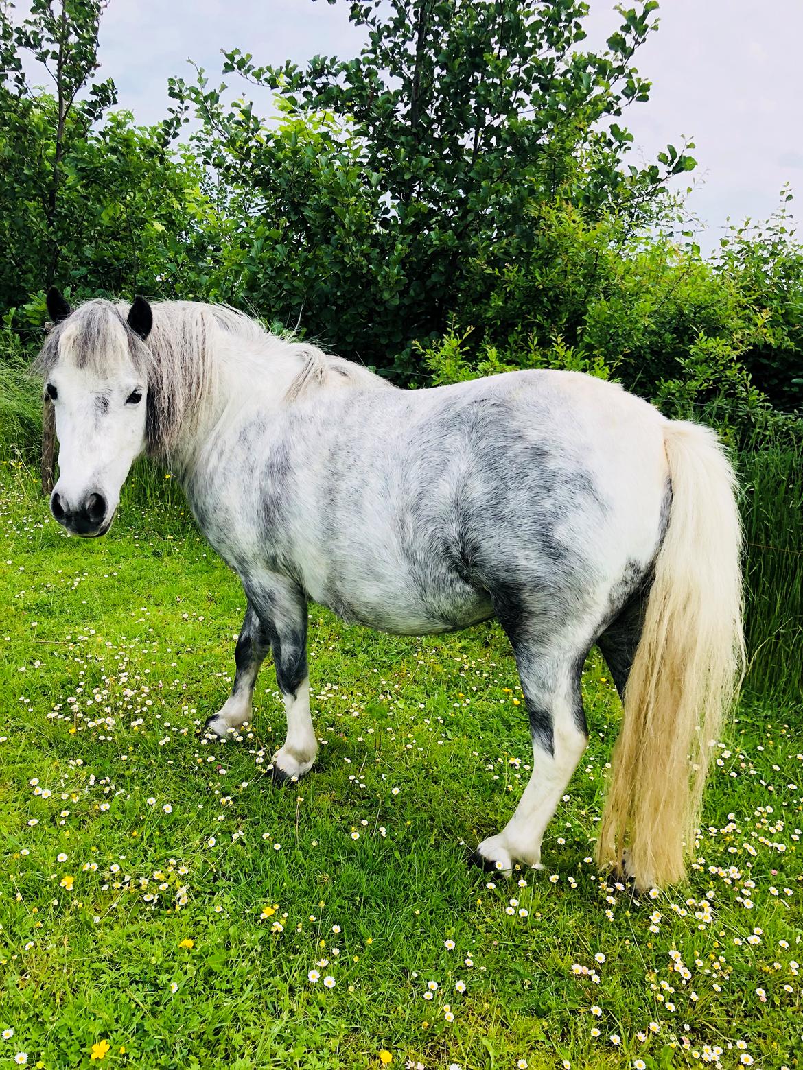 Anden særlig race » Hegnsholts Ziba <3 « R.I.P <3 - 29.05.2018 - det sidste billede af smuksakken, inden hun rejste op på de evige græsmarker 🙏🏻❤️ billede 20