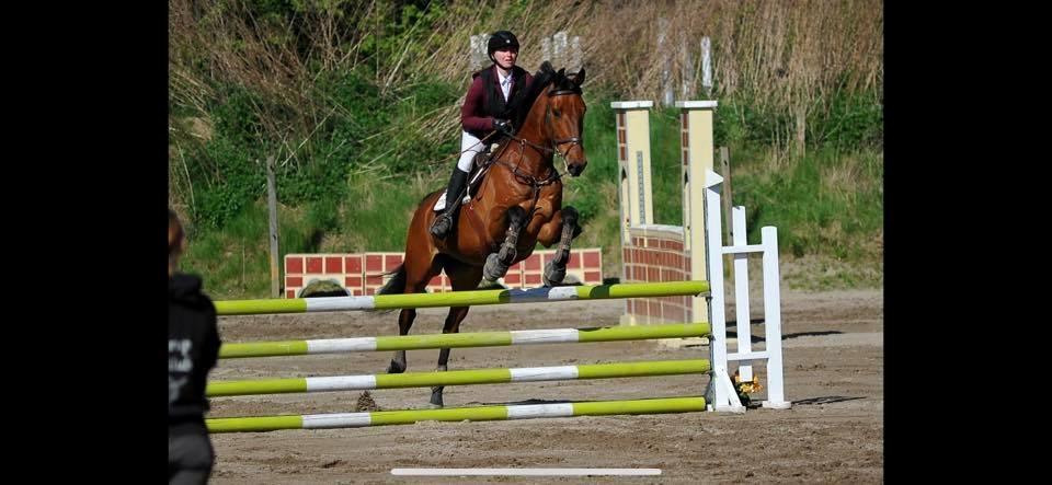 Dansk Varmblod Frydendals c-boy billede 2