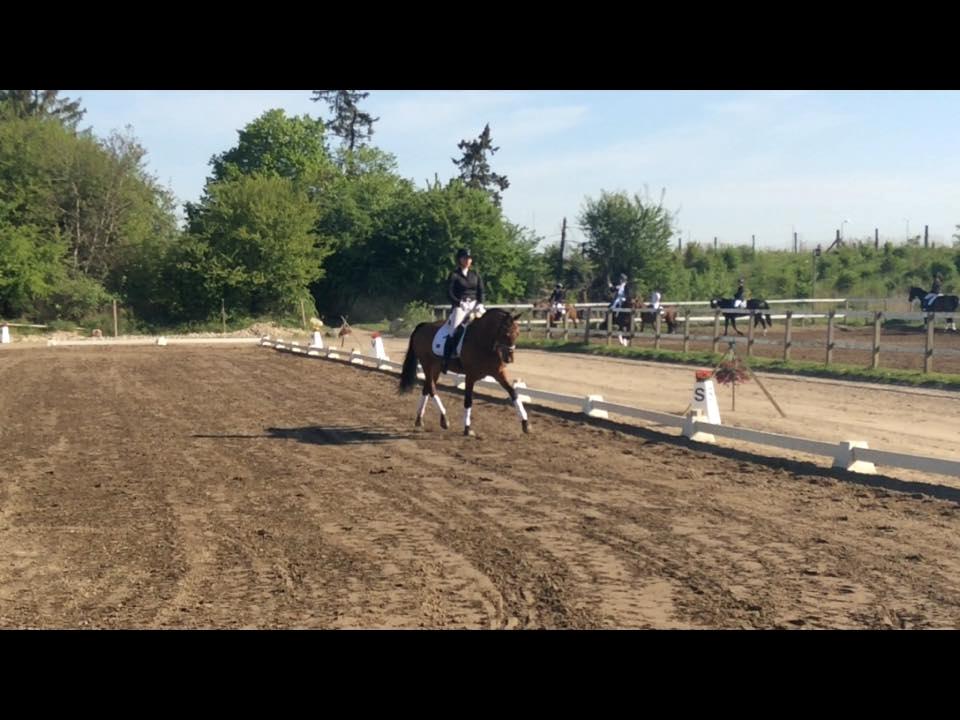 Dansk Varmblod Frydendals c-boy billede 3