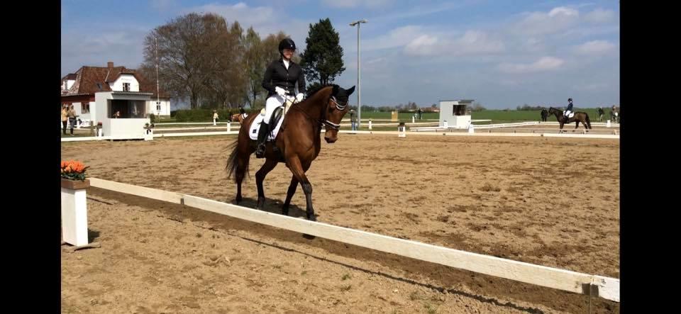 Dansk Varmblod Frydendals c-boy billede 4