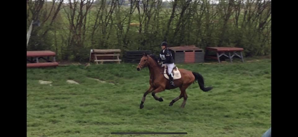 Dansk Varmblod Frydendals c-boy billede 5