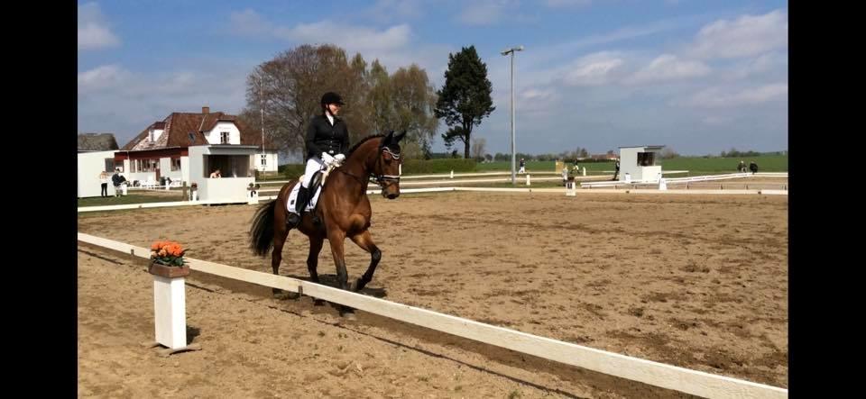 Dansk Varmblod Frydendals c-boy billede 6