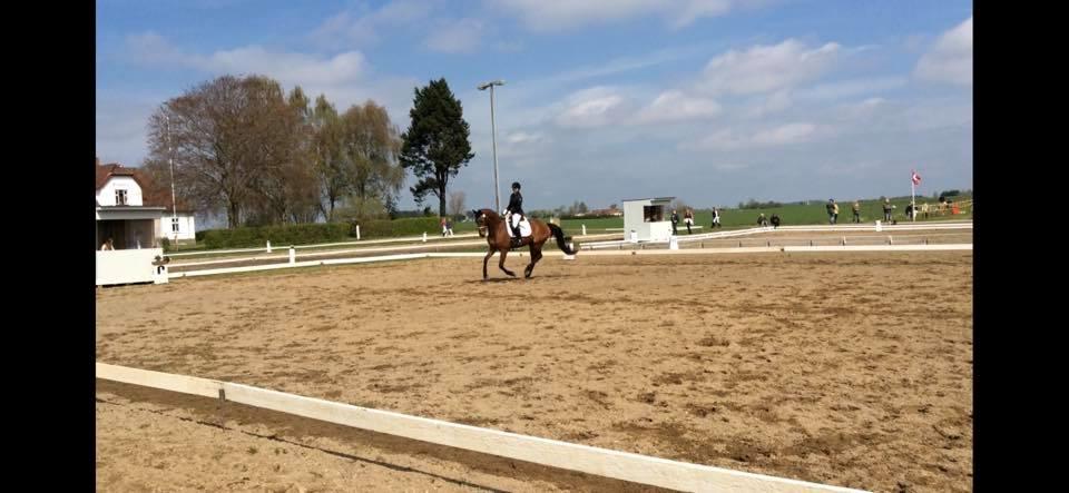 Dansk Varmblod Frydendals c-boy billede 7