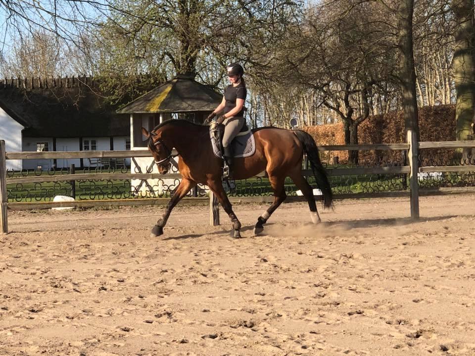 Dansk Varmblod Frydendals c-boy billede 8