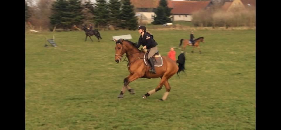 Dansk Varmblod Frydendals c-boy billede 9