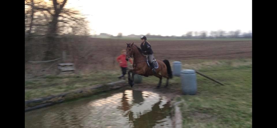 Dansk Varmblod Frydendals c-boy billede 10