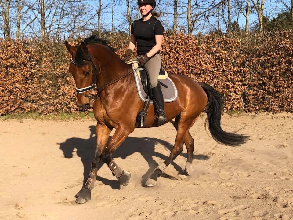 Dansk Varmblod Frydendals c-boy billede 11