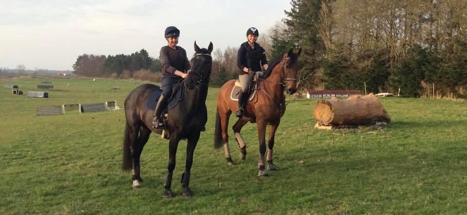 Dansk Varmblod Frydendals c-boy billede 12