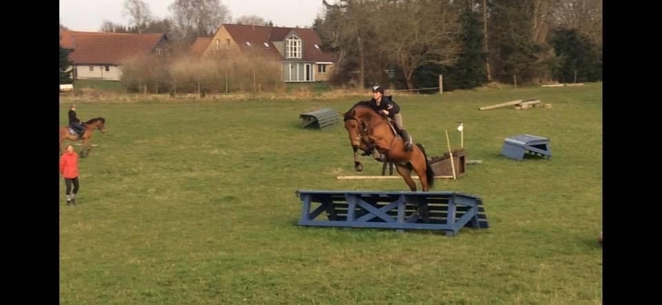 Dansk Varmblod Frydendals c-boy billede 13