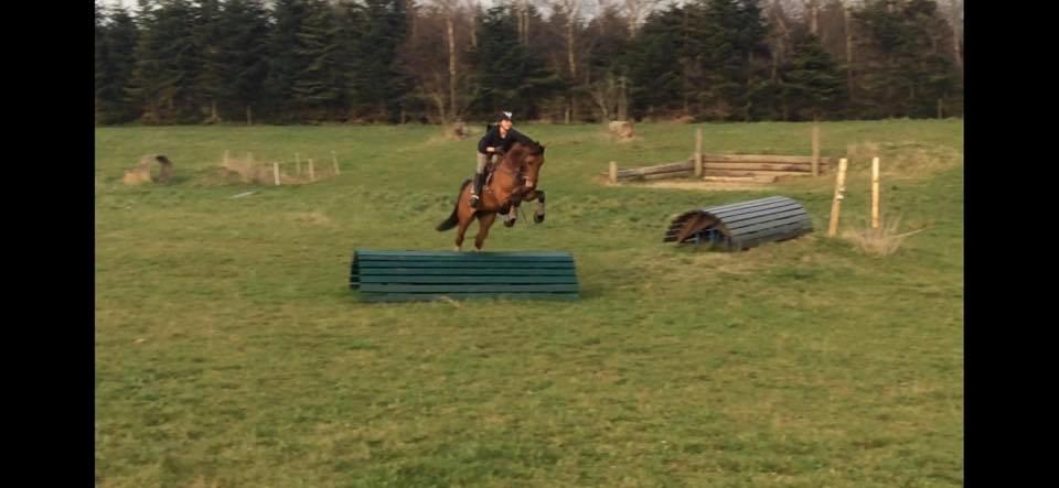 Dansk Varmblod Frydendals c-boy billede 14