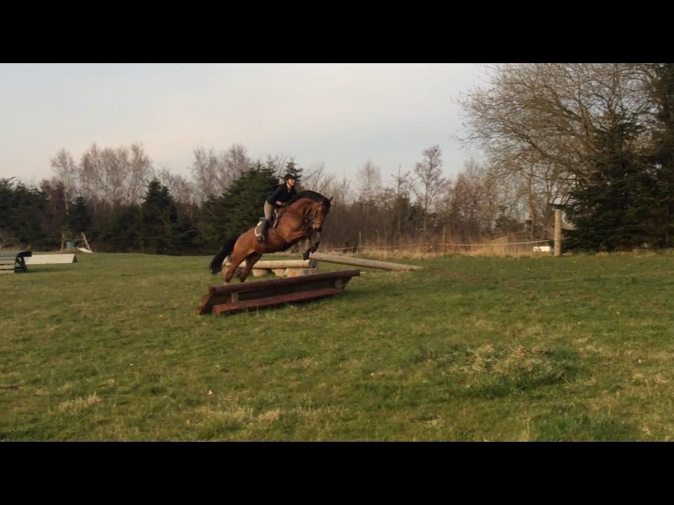 Dansk Varmblod Frydendals c-boy billede 15