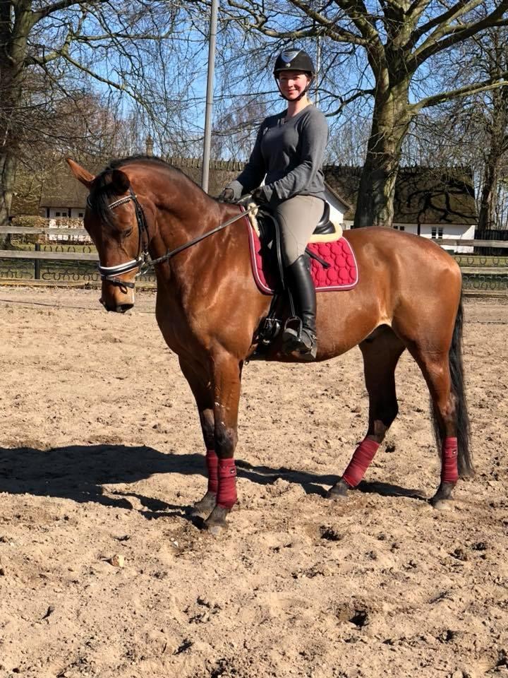 Dansk Varmblod Frydendals c-boy billede 16