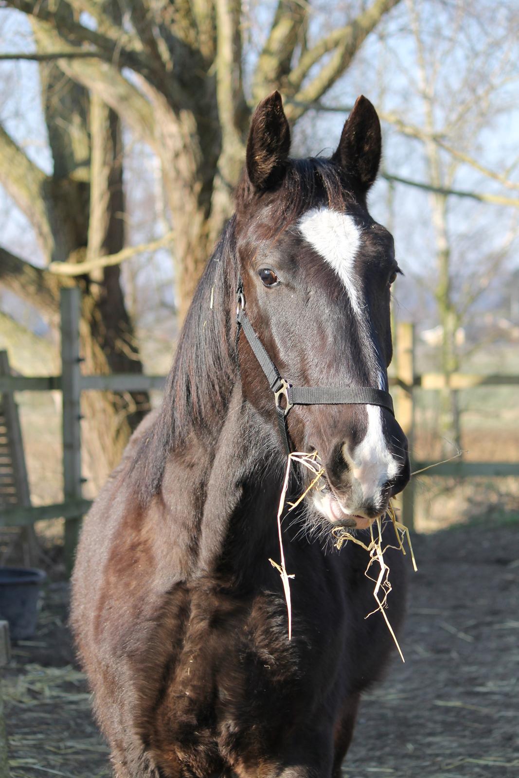 Oldenborg Elias af Lundsager billede 4