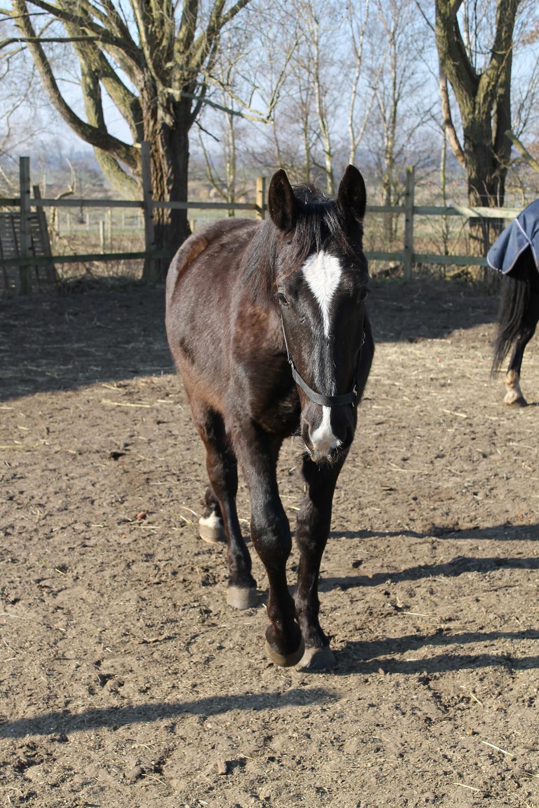 Oldenborg Elias af Lundsager billede 6