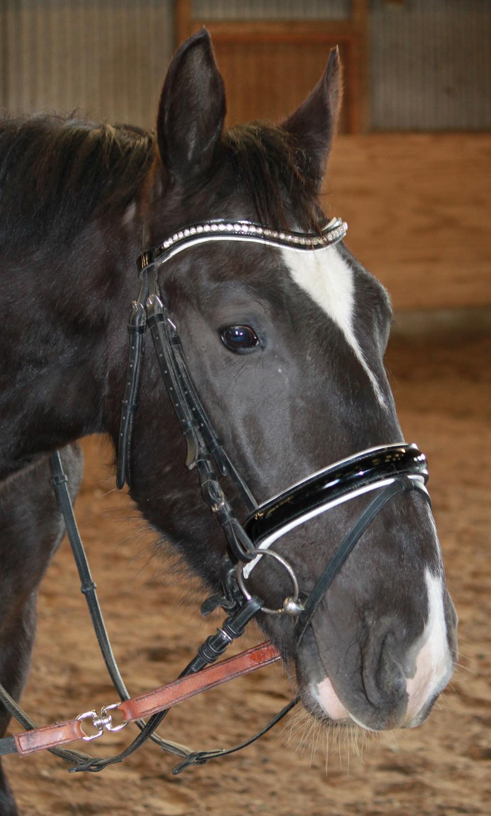 Oldenborg Elias af Lundsager billede 7