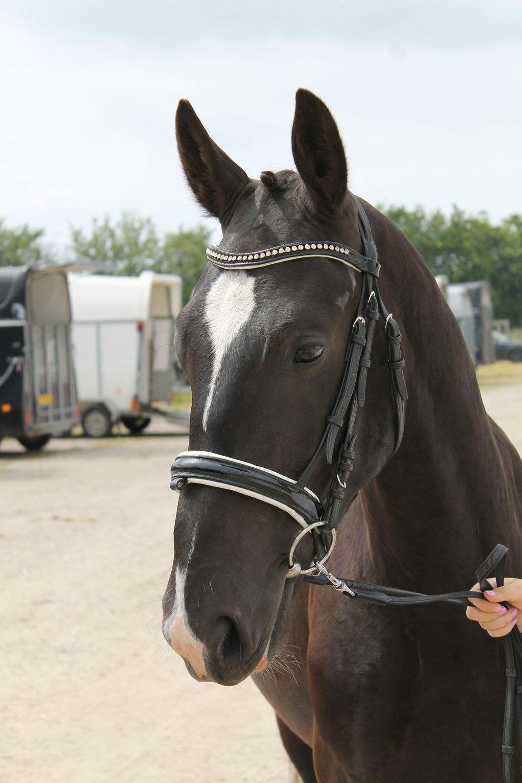 Oldenborg Elias af Lundsager billede 9