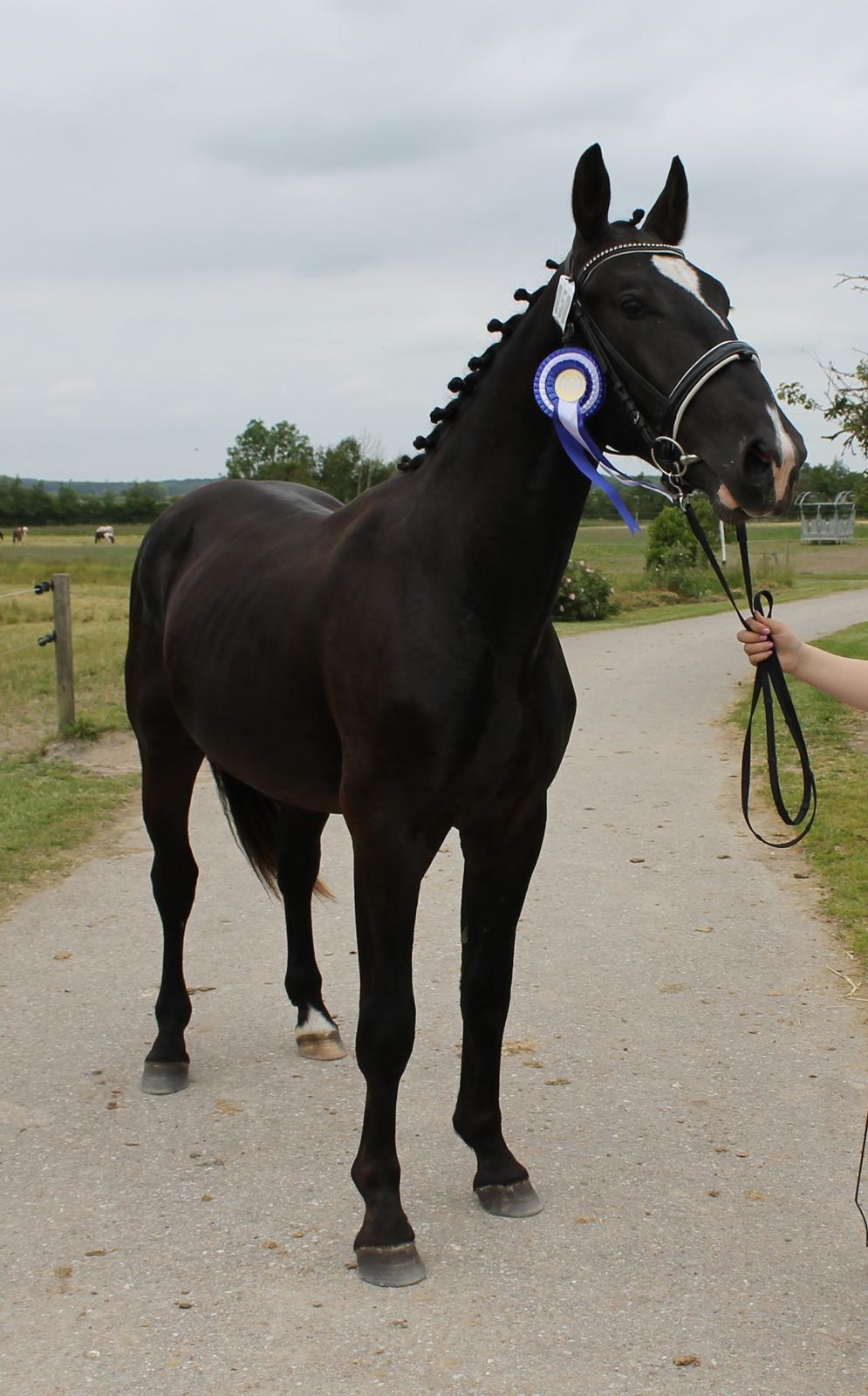 Oldenborg Elias af Lundsager billede 12