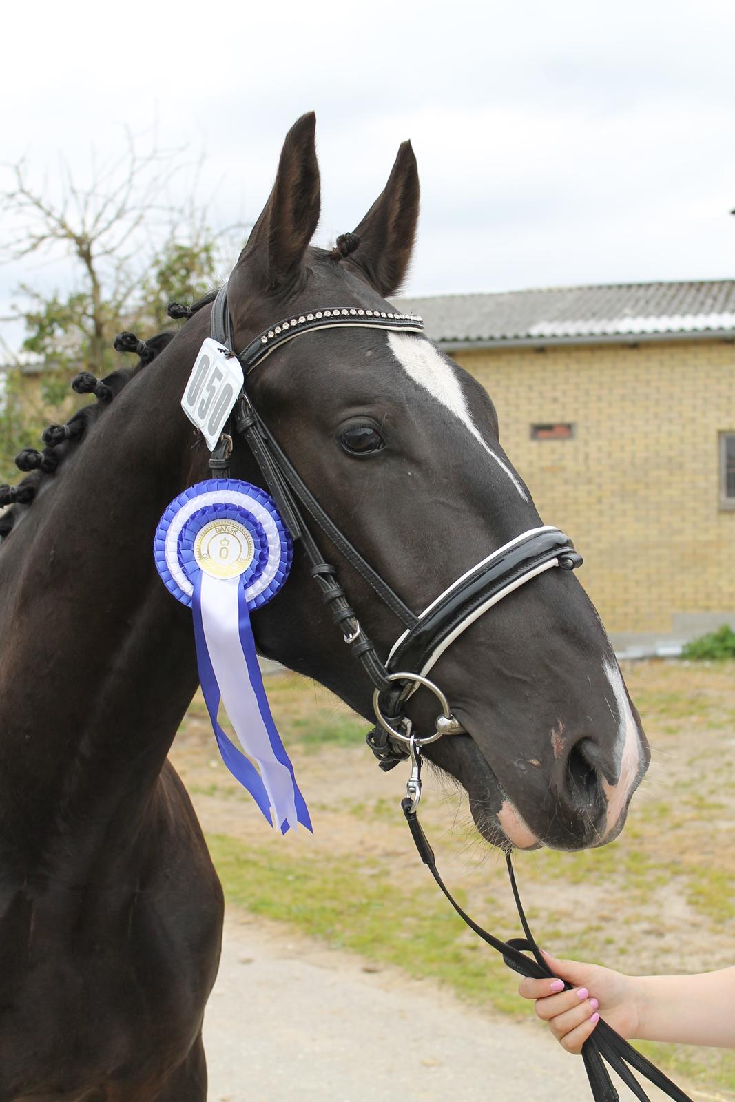 Oldenborg Elias af Lundsager billede 19