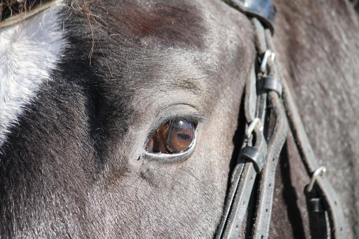 Oldenborg Elias af Lundsager billede 11