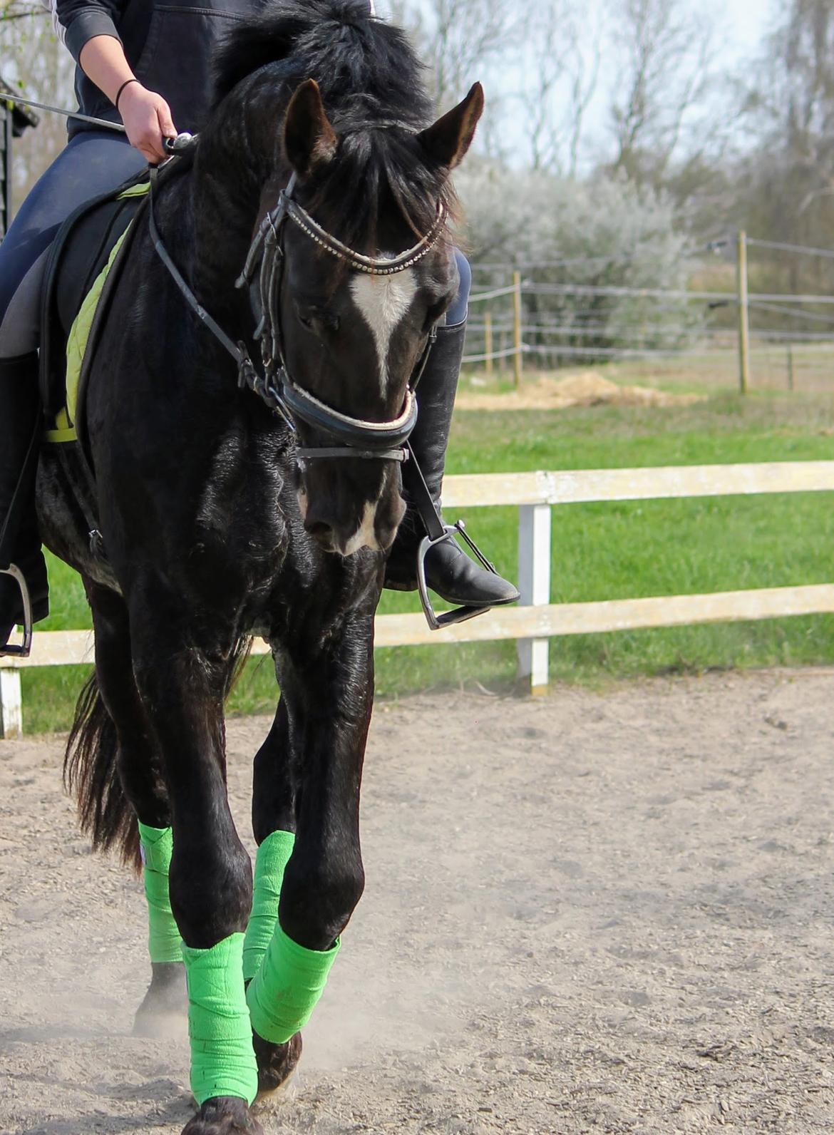 Oldenborg Elias af Lundsager billede 16