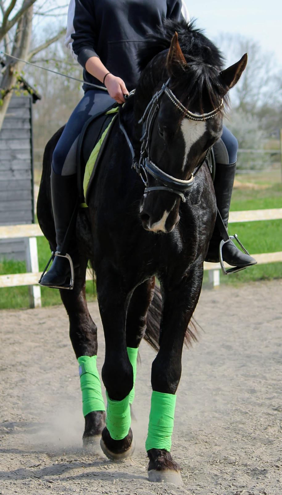 Oldenborg Elias af Lundsager billede 18