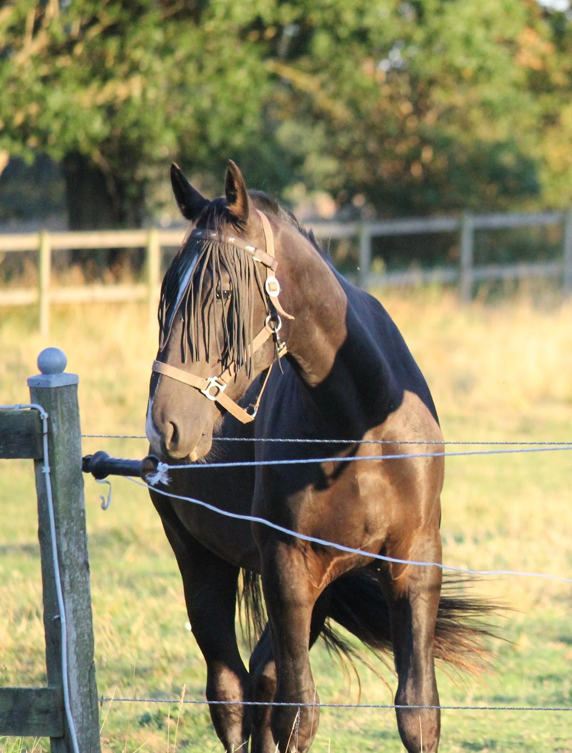 Oldenborg Elias af Lundsager billede 14