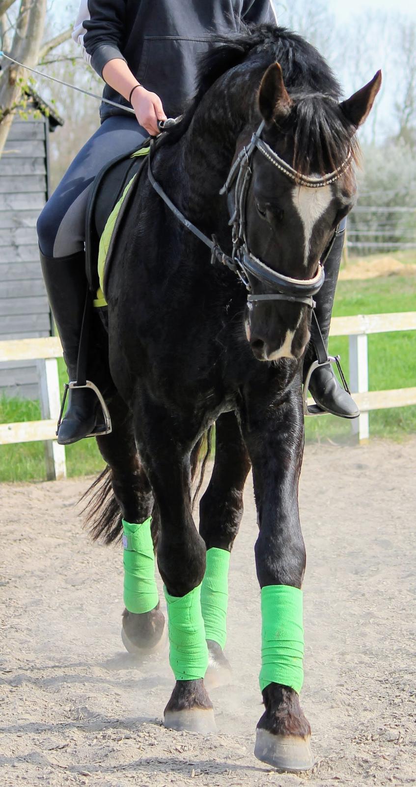 Oldenborg Elias af Lundsager billede 3