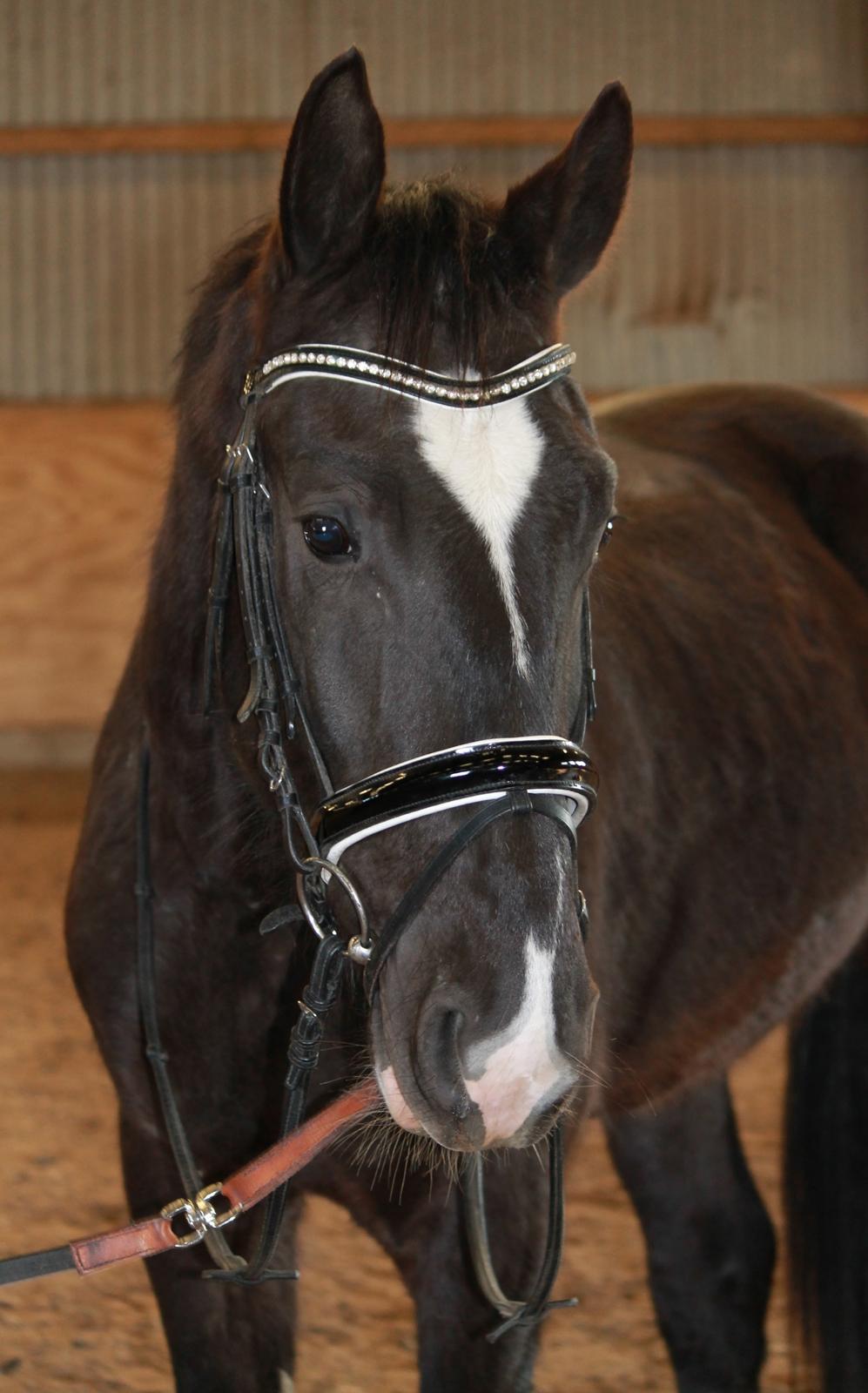 Oldenborg Elias af Lundsager billede 20