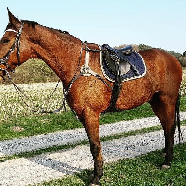 Dansk Varmblod Boston's aspirant (Bosse) billede 2