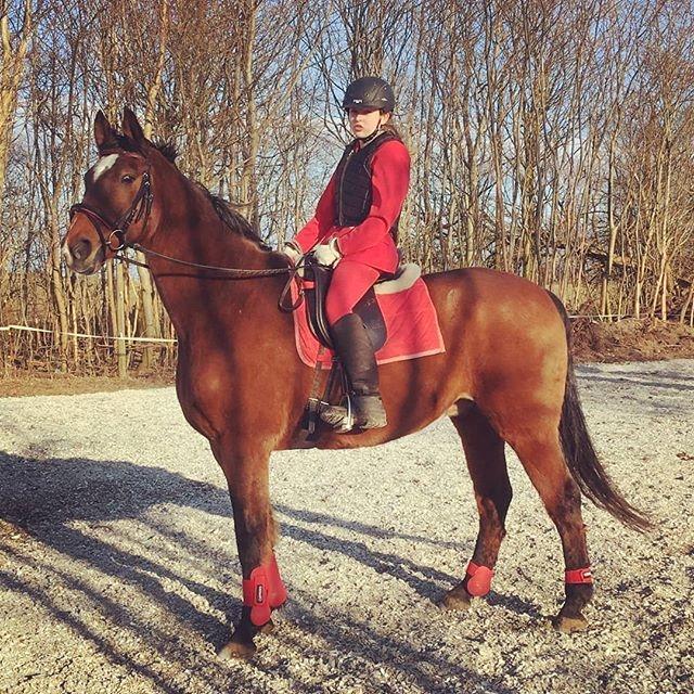 Dansk Varmblod Boston's aspirant (Bosse) billede 5