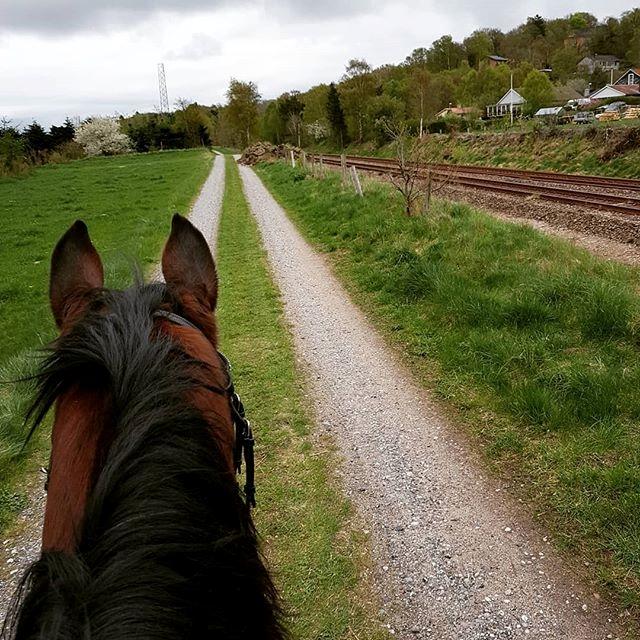 Dansk Varmblod Boston's aspirant (Bosse) billede 11