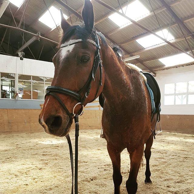 Dansk Varmblod Boston's aspirant (Bosse) billede 8