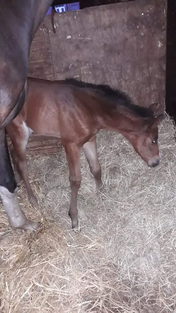 Pinto Søgårds Little Dark Pride  billede 18