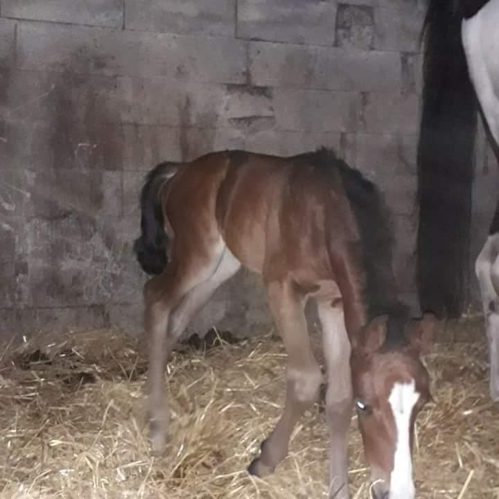 Pinto Søgårds Little Dark Pride  billede 19