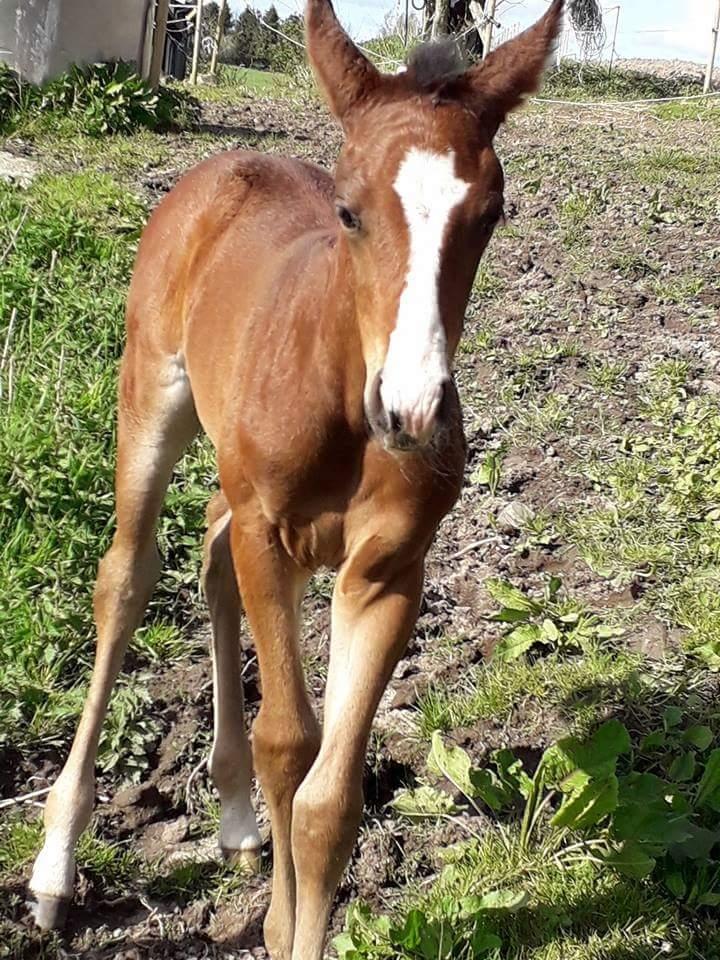 Pinto Søgårds Little Dark Pride  billede 21