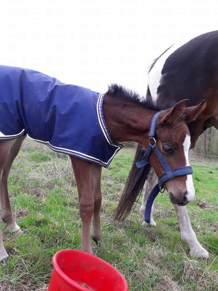 Pinto Søgårds Little Dark Pride  billede 23