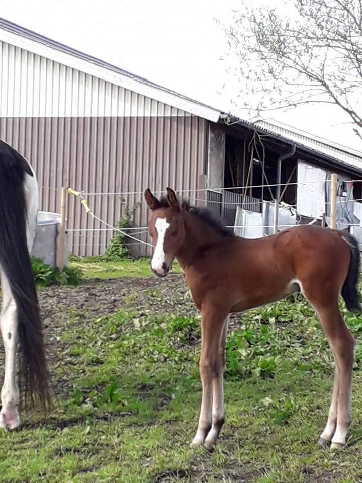 Pinto Søgårds Little Dark Pride  billede 16