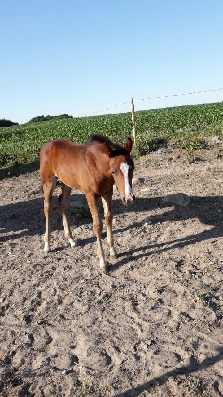 Pinto Søgårds Little Dark Pride  billede 24