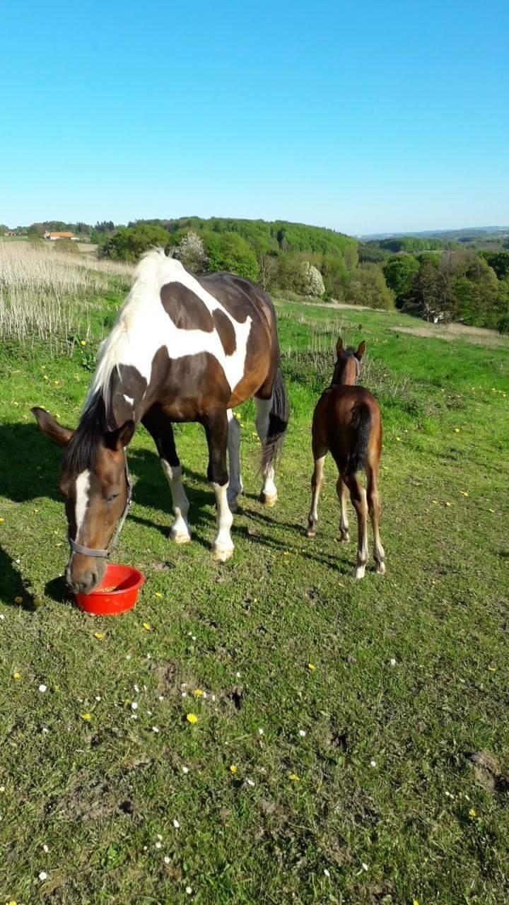 Pinto Søgårds Little Dark Pride  billede 25