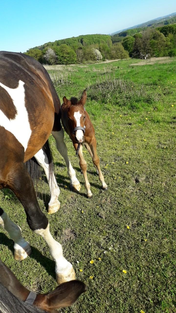 Pinto Søgårds Little Dark Pride  billede 26