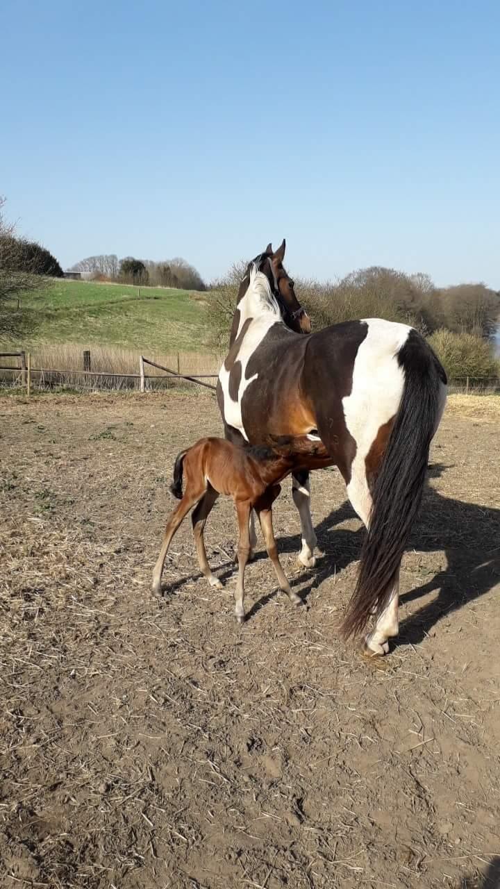 Pinto Søgårds Little Dark Pride  billede 27