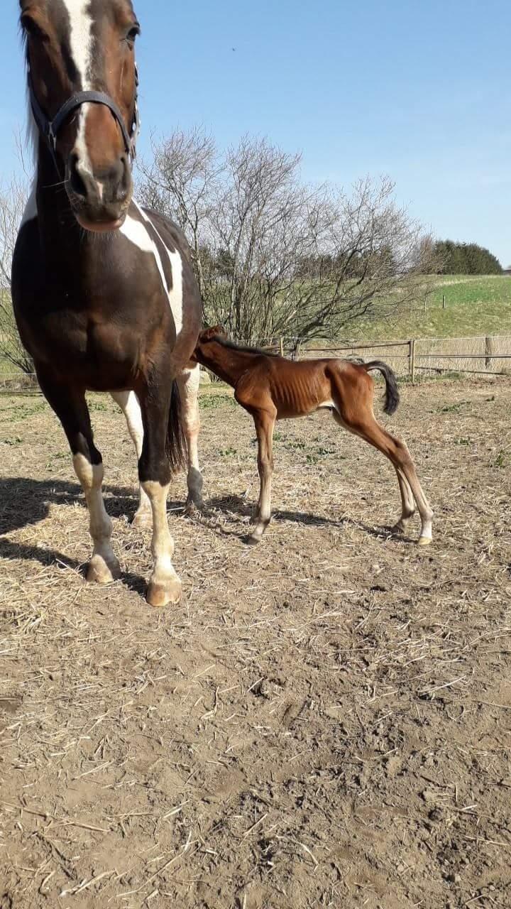 Pinto Søgårds Little Dark Pride  billede 28