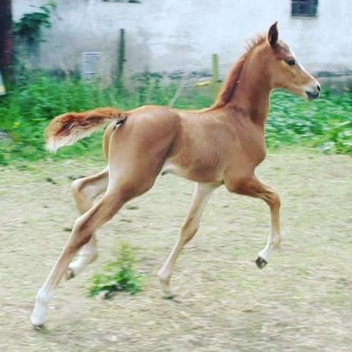 Palomino Zy Red Star *SOLGT* billede 5