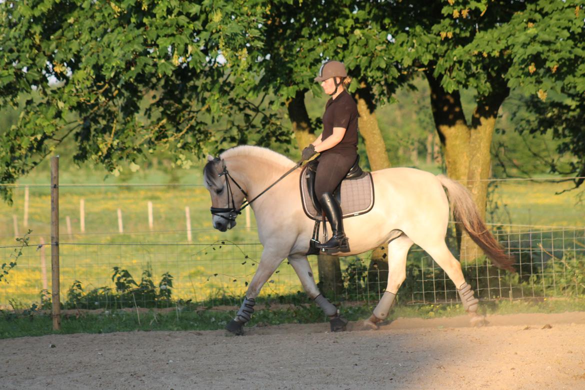 Fjordhest Åmosegaard's darling billede 3