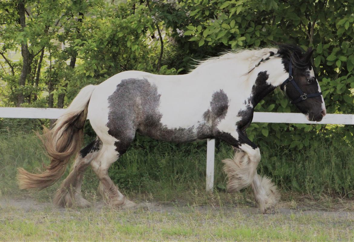 Irish Cob Phoibe - sommer 2018 billede 5